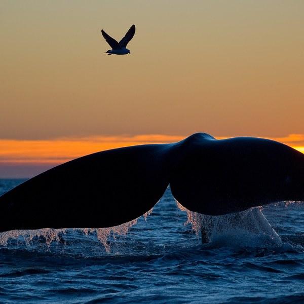 Ballena franca
