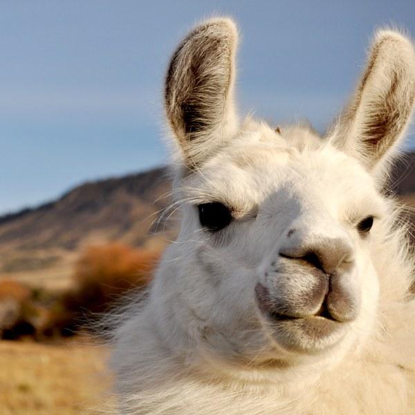 Llama andina